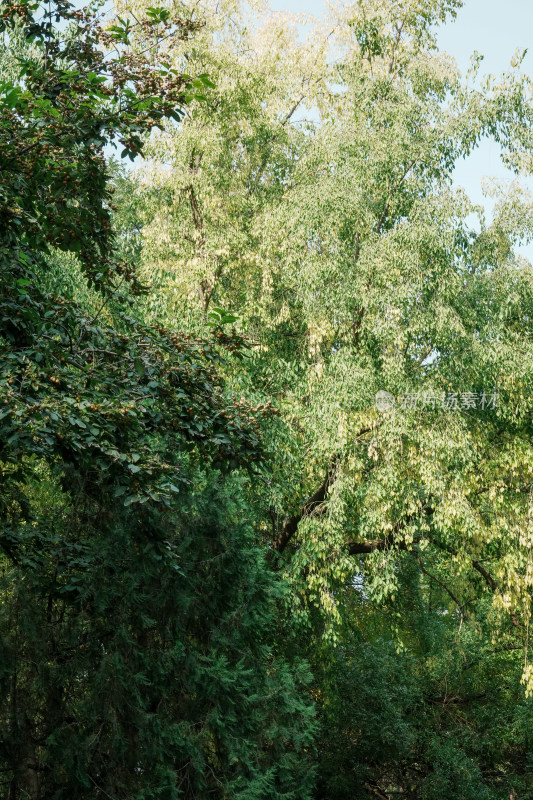 北京圆明园公园树林风景