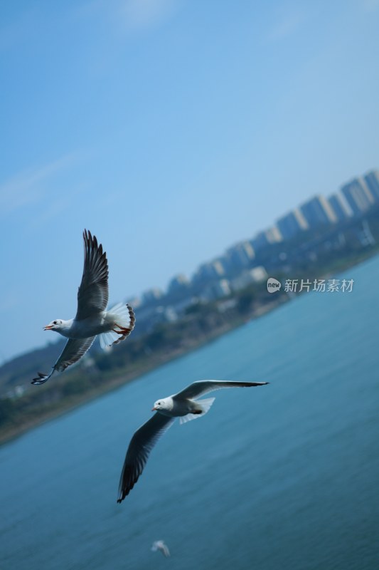 飞翔的海鸥场景