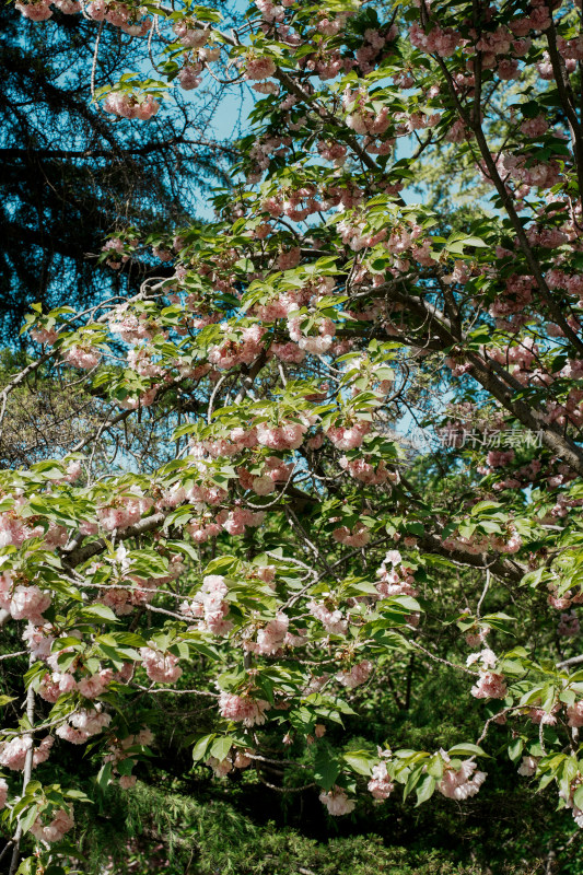 北京朝阳公园樱花