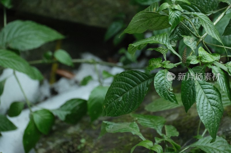 绿色植物叶片特写