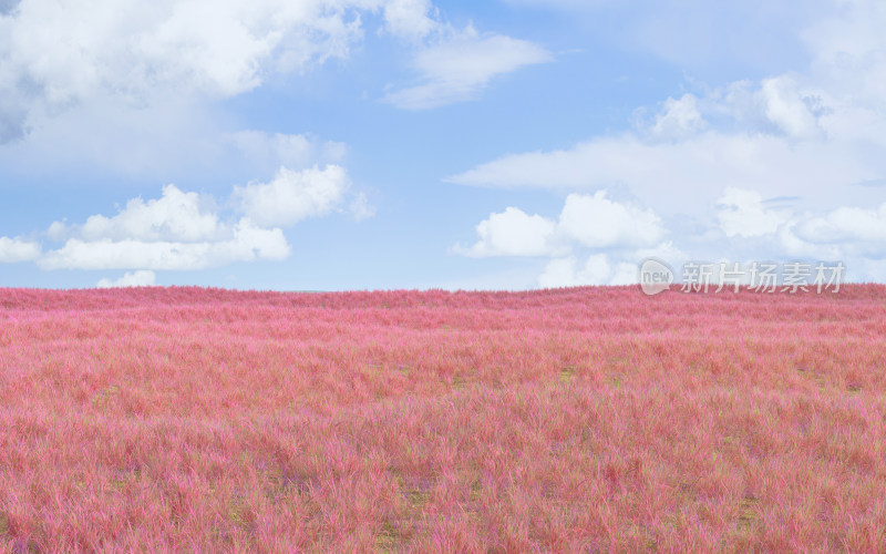 户外粉色草地场景 3D渲染