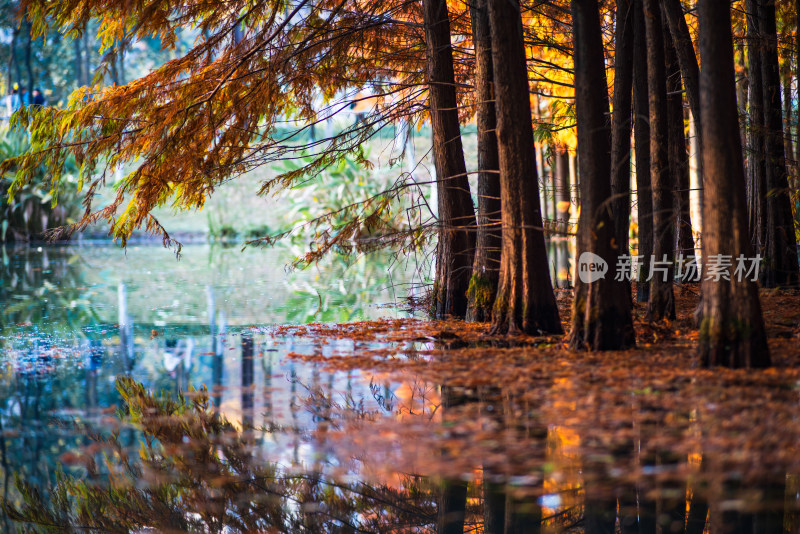 水边树木林立呈现秋日独特风景