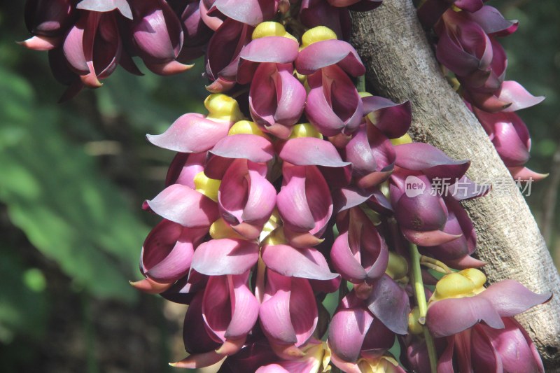 广东东莞：紫色禾雀花