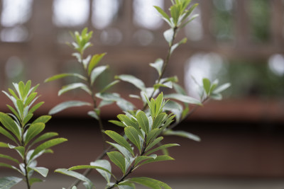 特写绿色植物枝叶