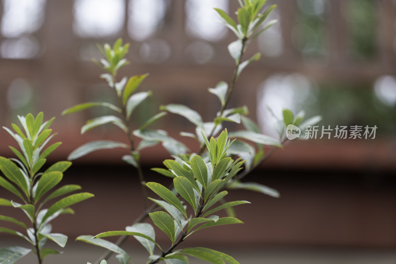 特写绿色植物枝叶