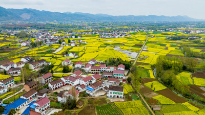 汉中油菜花海