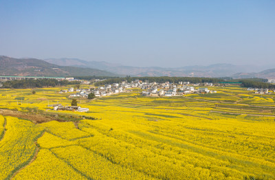 航拍云南丙麻乡油菜花田园风光