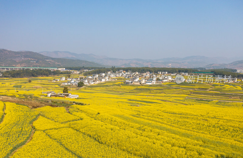 航拍云南丙麻乡油菜花田园风光