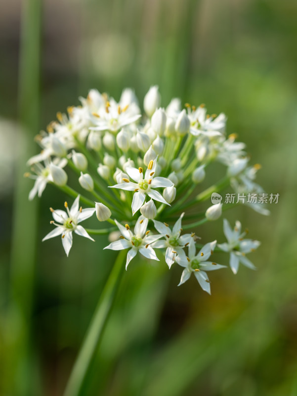 韭菜花特写