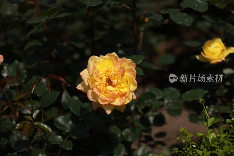 蔷薇科黄色月季花