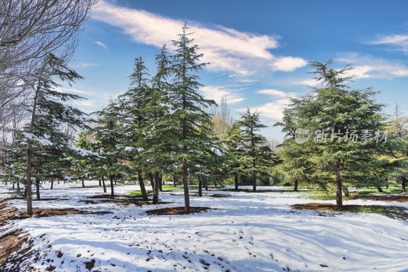 雪景公园中的松树森林蓝天白云