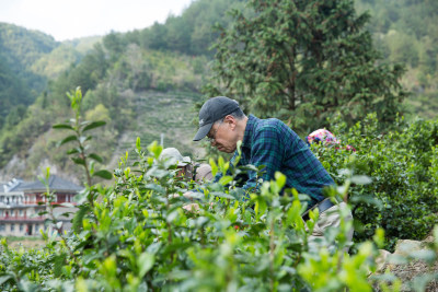 采茶制茶茶叶加工过程