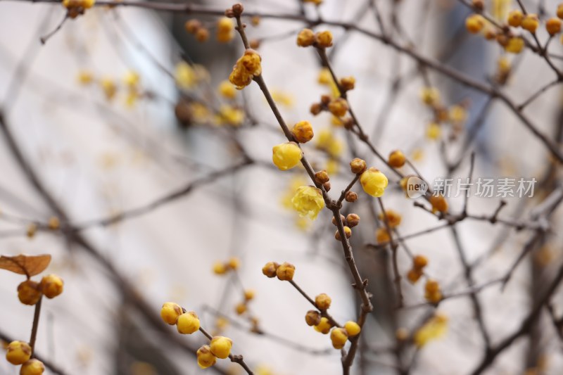 黄色花朵迎春花开