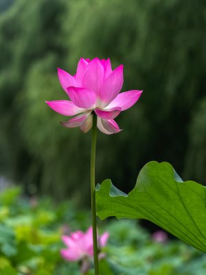 夏季荷塘莲花盛开