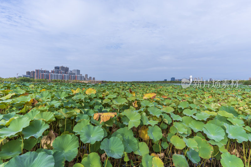 武汉江夏中央大公园风景