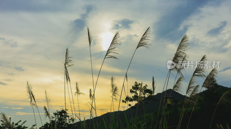 随风飘摇的夕阳