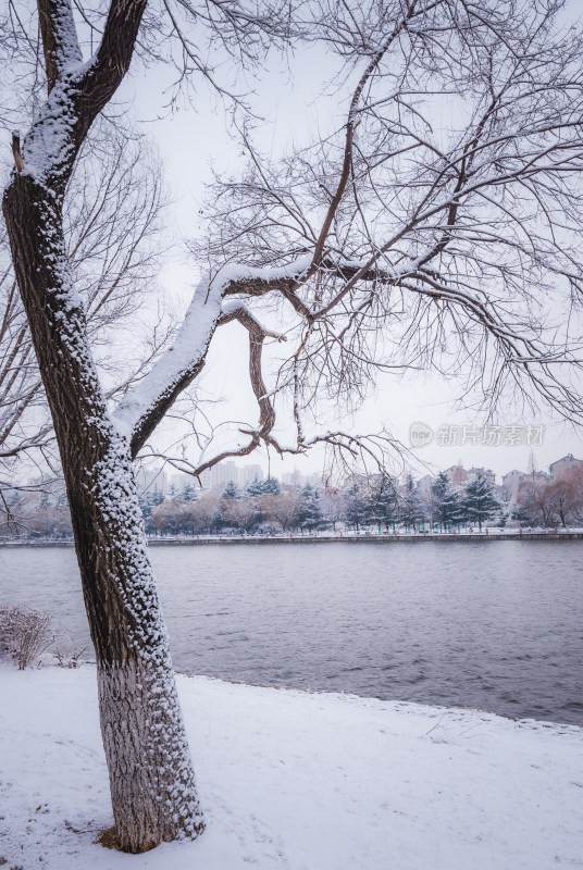 下雪了城市公园自然风景