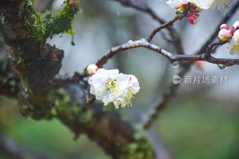 带水珠的白色梅花特写