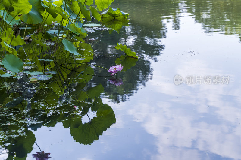 杭州西湖风景区曲院风风景