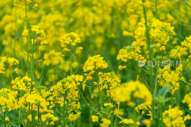 盛开的黄色油菜花田