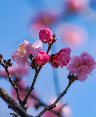 阳光下的梅花