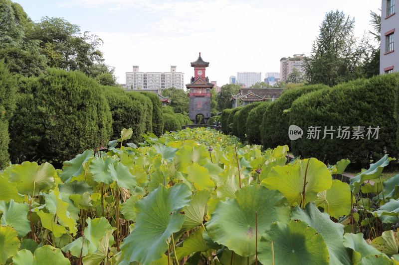 四川大学华西医学院钟楼荷塘景色