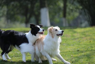 公园里玩耍的两只边境牧羊犬