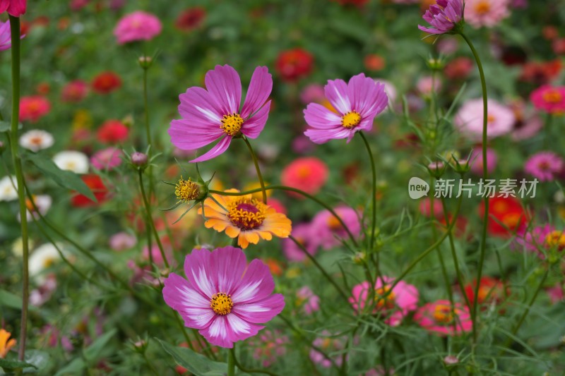 百日菊花海及特写