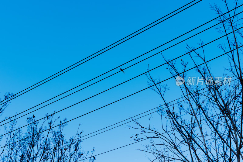 冬天电线上的鸟极简画面