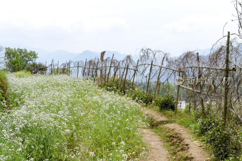 婺源梯田油菜花