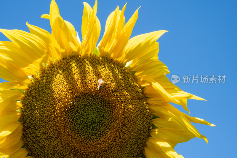 夏天的植物向日葵蜜蜂采蜜特写