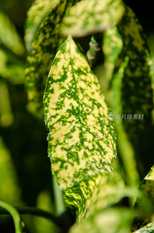 黄绿相间植物叶片特写