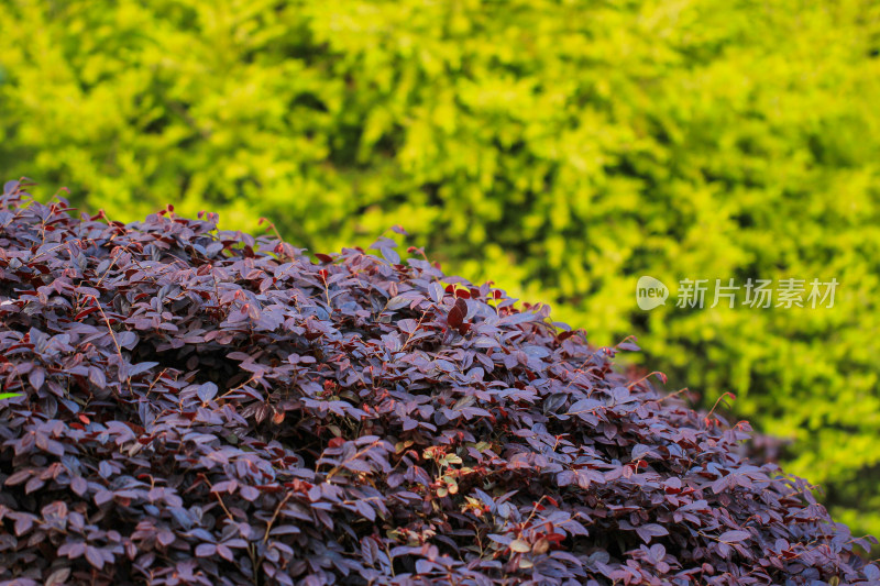 绿化植物叶片背景