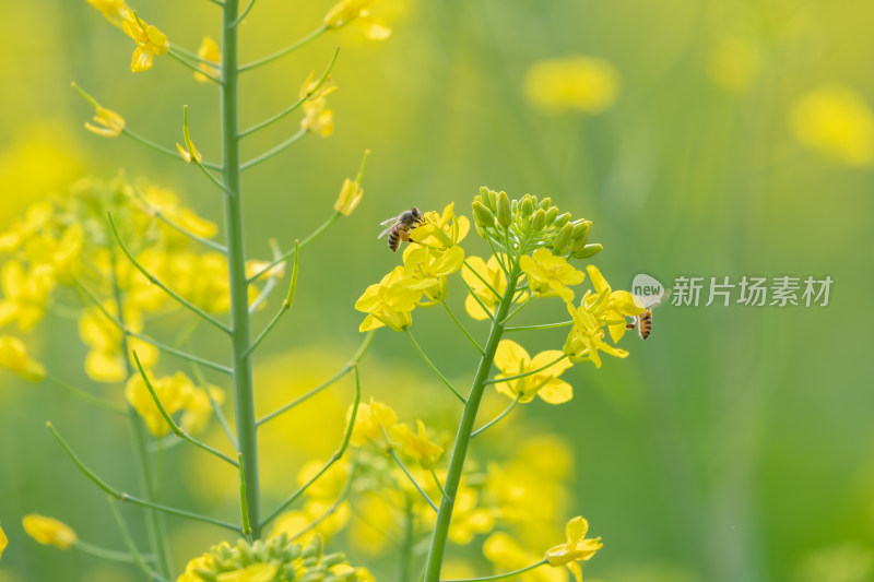 春天油菜花和蜜蜂