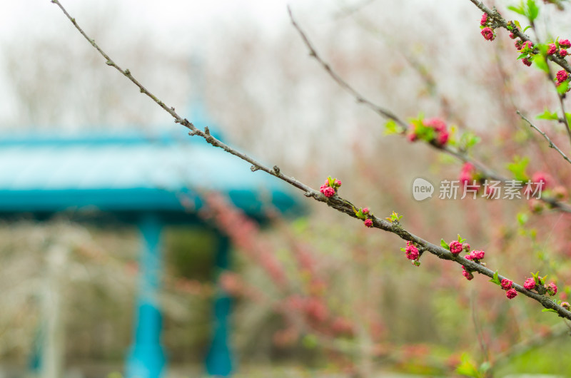 青岛中山公园几枝红艳的花枝