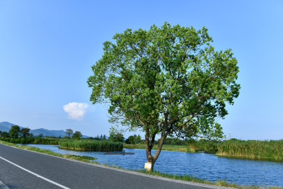 蓝天白云绿树湖水倒影