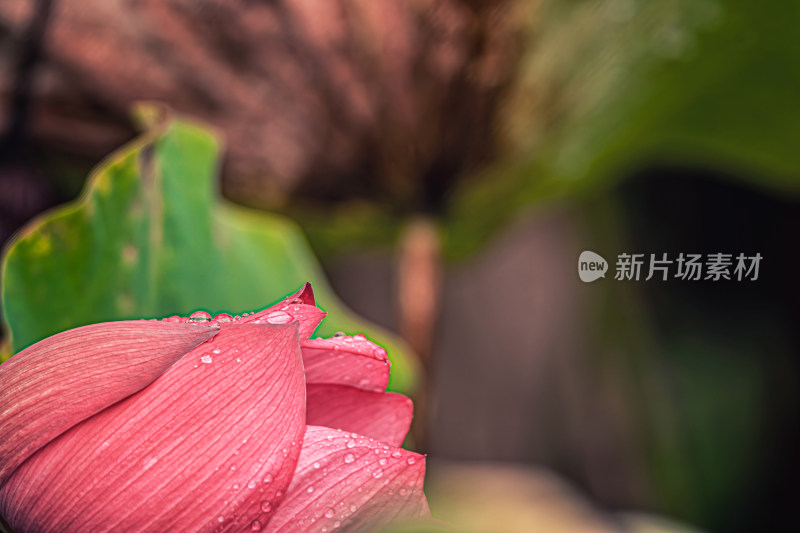 雨后荷花上的水珠