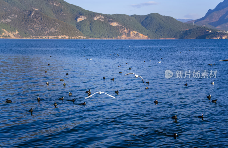 云南丽江泸沽湖山湖风光与海鸥水鸟野生动物