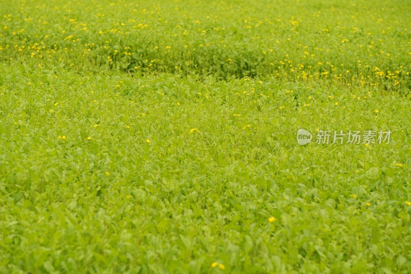 田野绿地与山峦背景的自然景观