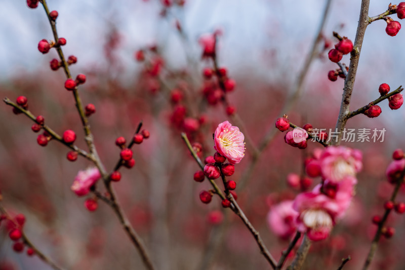 西溪湿地盛开的梅花