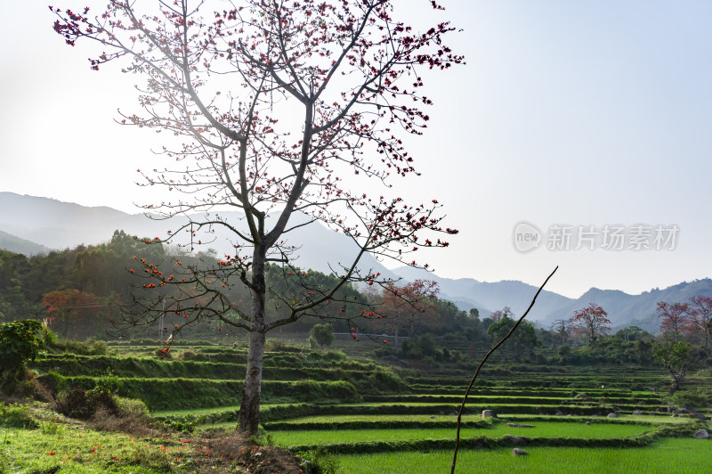 昌江木棉花稻田风景