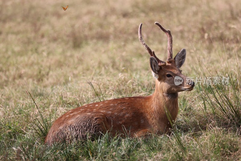 正在草丛里休息的一只成年梅花鹿