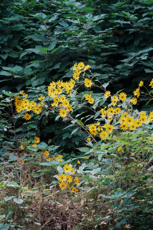 北京圆明园公园盛开的菊花