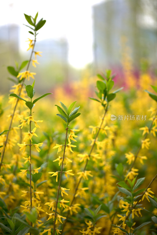 春季公园里的连翘花盛开