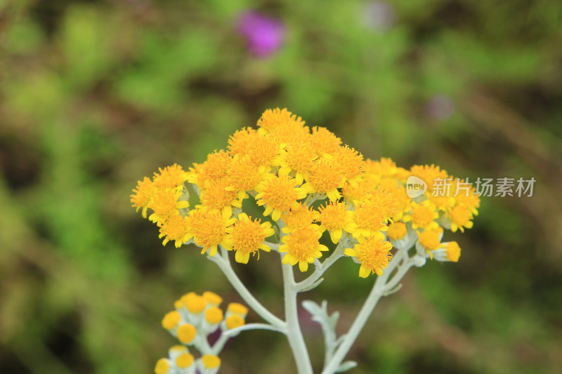 夏天盛开的银叶菊小黄花