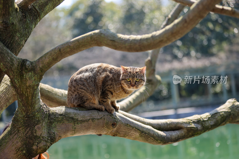 杭州西湖花港观鱼的流浪猫狸花猫