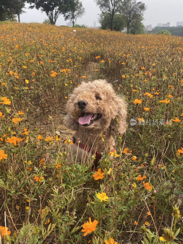 花海中的小狗