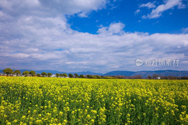 油菜花田与雪山