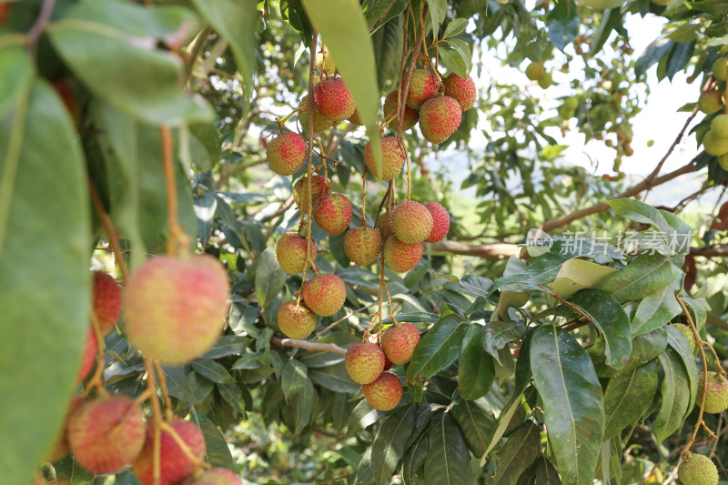 挂满荔枝的荔枝树