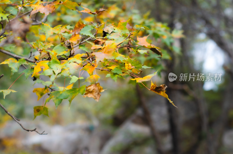 河南省洛阳白云山九龙潭秋天风景